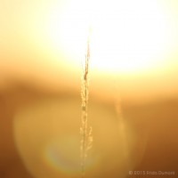 /album/galerie-de-photos-galerie-photos/frida-dumont-concours-patyten-ete-03-jpg/